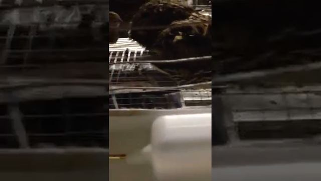 Raising Backyard Quail - Quail Cage From Old Shelf смотреть онлайн