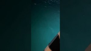 Акулы Дубай ( Palm Jumeirah ) 27/12/2023