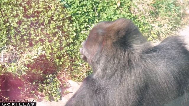 Funny Gorilla Girl Annie | Shabani Family | Higashiyama Zoo смотреть онлайн