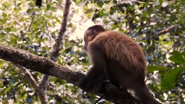 MACACO-PREGO-AMARELO e suas trilhas arbóreas (SAPAJUS LIBIDINOSUS), BEARDED CAPUCHIN, MICO-DE-TOPET смотреть онлайн