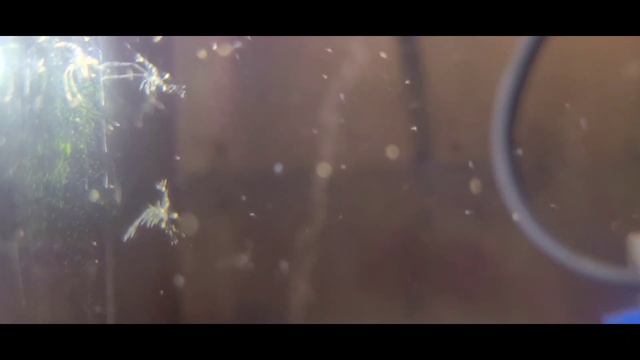 Peppermint shrimp breeding update смотреть онлайн
