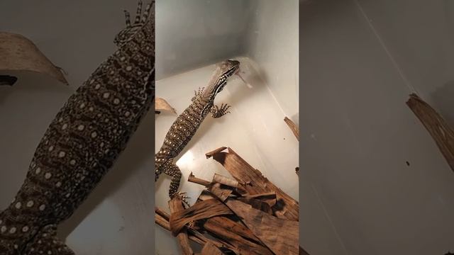 Argus Monitor Live Feeding - Varanus Panoptes - Varanus Argus смотреть онлайн
