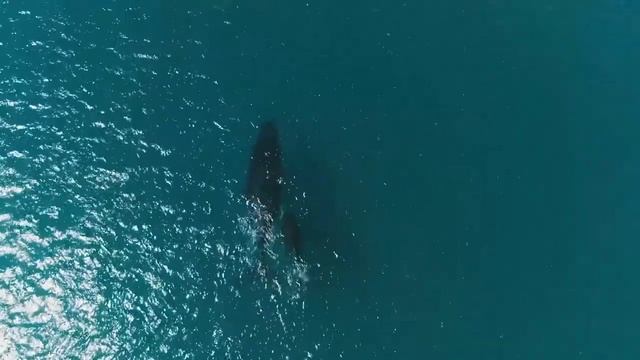 Whale singing and Chill music 50 minutes. смотреть онлайн