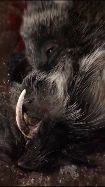 охота на кабана смотреть онлайн