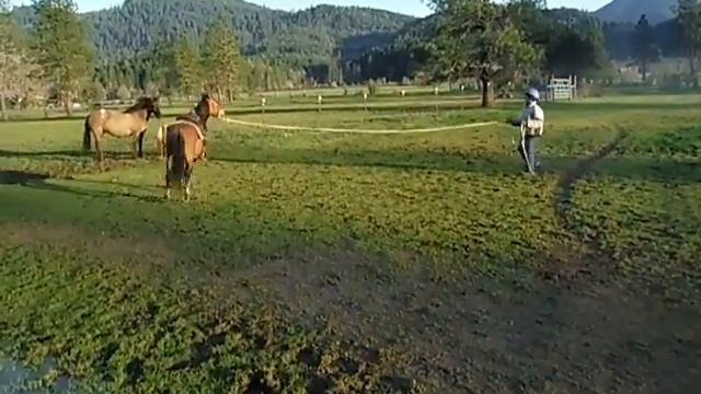 Marengo learning to deal with strange horses смотреть онлайн