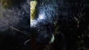 ягненок 3х месяч лежит и не встаёт и не ест