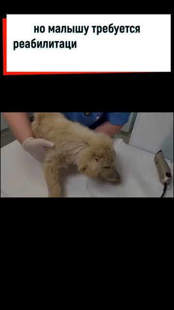 Никто не мог в это поверить, что щенок сможет начать новую жизнь #shorts смотреть онлайн