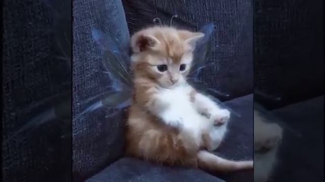 король и шут, ведьма и осел. смотреть онлайн