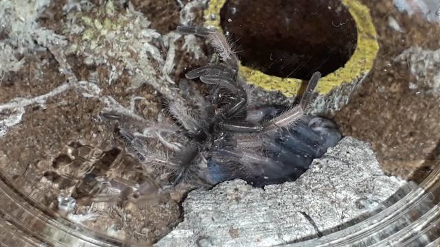 Brachypelma emilia sling moulting смотреть онлайн
