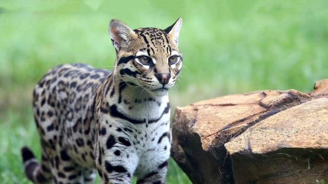 Ocelot Sounds
