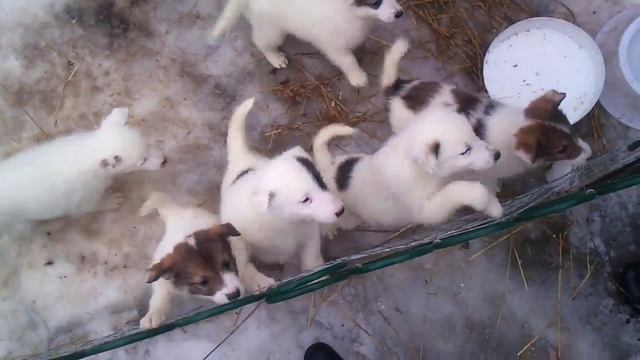 Щенки ЗСЛ Герда смотреть онлайн