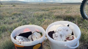 Шампиньоны ведьмиными кругами! ОГО!