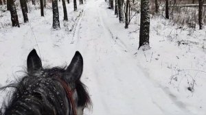 Верхом на лошадях в лесу! часть 2