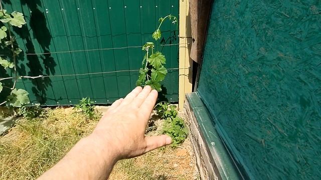 Советы по обработке для новичков #виноград#обработка#совет# смотреть онлайн