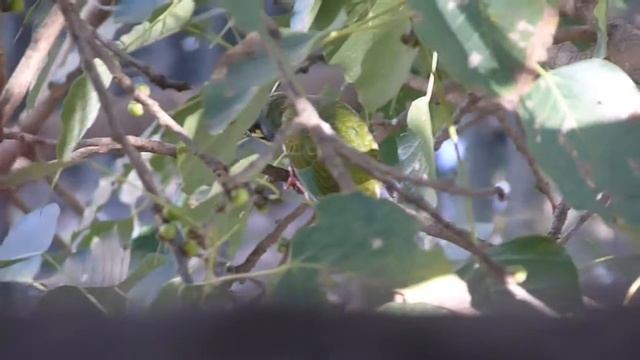 Coppersmith Barbet -Psilopogon haemacephalus смотреть онлайн