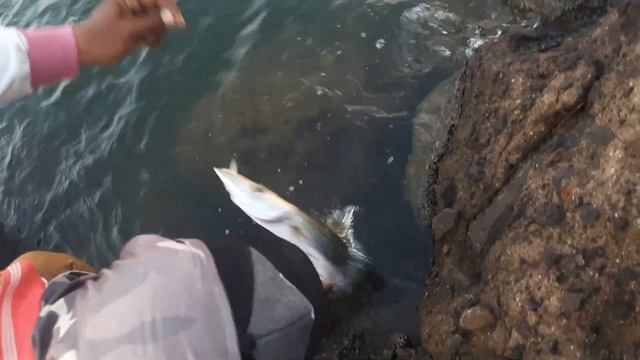 Mancing casting....!! ikan barakuda mubal...!! di marina смотреть онлайн