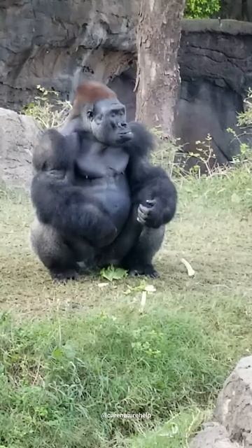 गोरिल्ला और शेर की लड़ाई हो तो जीत किसकी हो ? Gorilla vs Lion #gorilla #lion #shorts смотреть онлайн