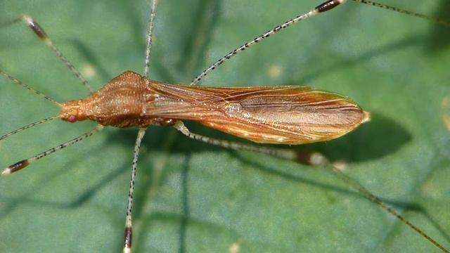 Hexenkraut Wanze (Metatropis rufescens) смотреть онлайн