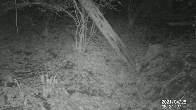 WT, Long Tail Weasel смотреть онлайн