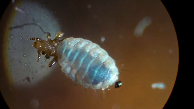 Hundalús - Linognathus setosus. www.djoralaekni.com смотреть онлайн