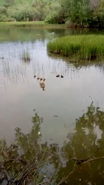 Пермский край, Чусовой смотреть онлайн