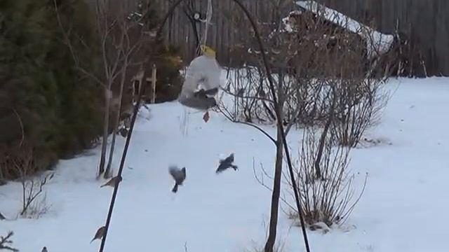 Воробьиный базар смотреть онлайн