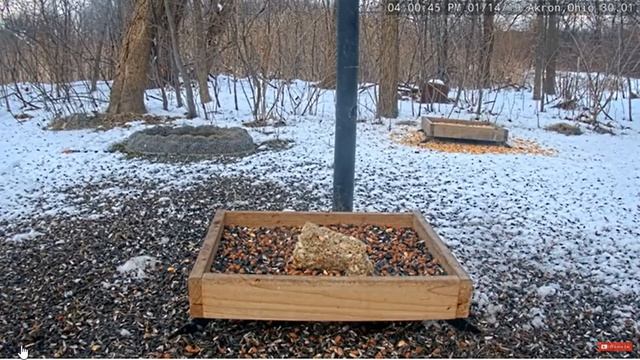 Hawk Attack on Squirrel n Camera смотреть онлайн