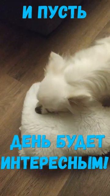 Улыбнись с утра и день будет удачным #shorts смотреть онлайн
