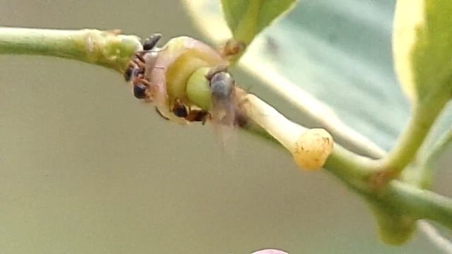 Twig Ants Drinking Nectar смотреть онлайн