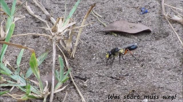 Ralf Baumann | Kenia - Die Grabwespe смотреть онлайн