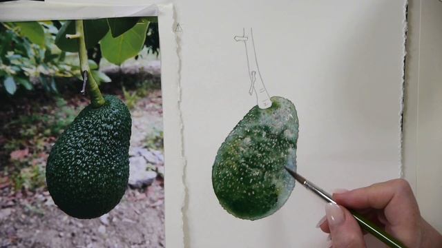 Painting a Green Textured Avocado Persea Americana - Preview ⎮Billy Showell ⎮Watercolour Beautiful смотреть онлайн