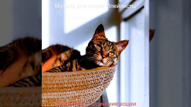 Звуки (Котята)