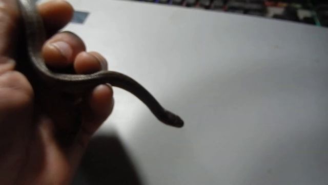 СОЛОМОН КОНДРАТЬЕВИЧ ПЕРЕД ОЧЕРЕДНОЙ ЛИНЬКОЙ .СЛЕПОЙ . смотреть онлайн