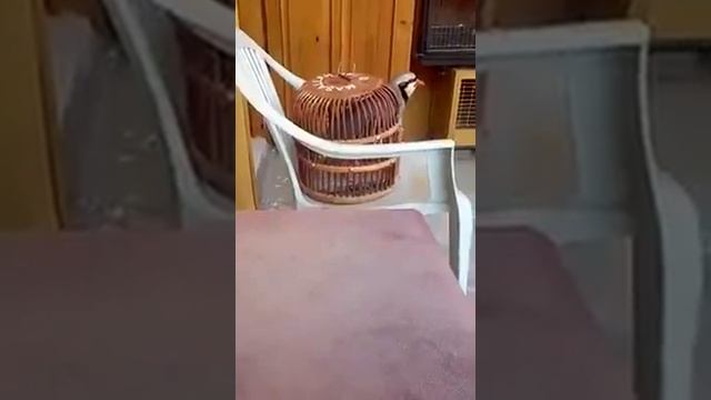 Orjinal Keklik Sesi ) оригинальный звук куропатки ) صوت الحجل الأصلي ,partridge Sound Chakoor