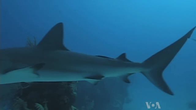 Genetic Analyses Show Endangered Species in Shark Fin Soup смотреть онлайн