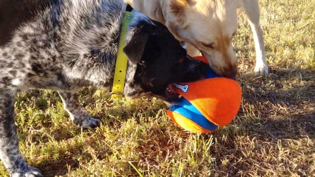 Dog Toy Review смотреть онлайн