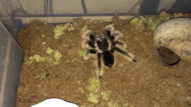 Tliltocatl albopilosus (Brachypelma albopilosum) - TARANTULA FEEDING смотреть онлайн