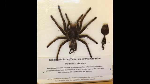 7 Scariest Spiders смотреть онлайн