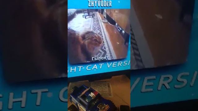 котик кидс смотреть онлайн