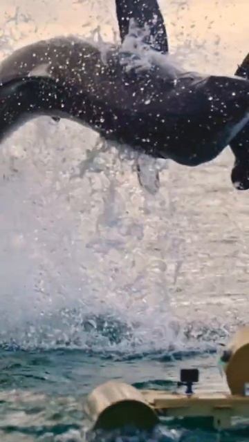 🦈 shark attack .Акула атакует 🦈 смотреть онлайн