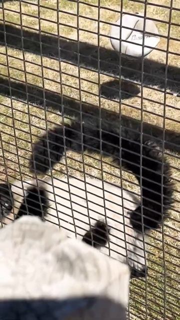 ❤️ ❤️The black white lemur is so happy and super cute, #Short смотреть онлайн