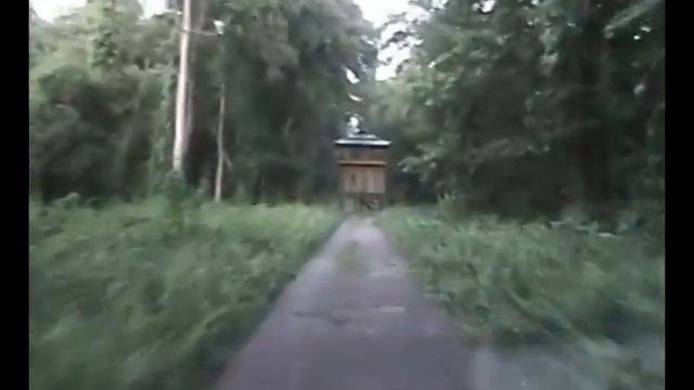 Best chilapata forest video смотреть онлайн