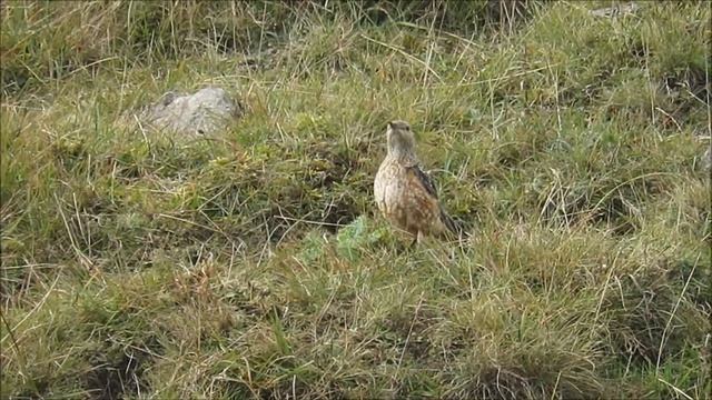 Rock Thrush (Monticola saxatilis) смотреть онлайн