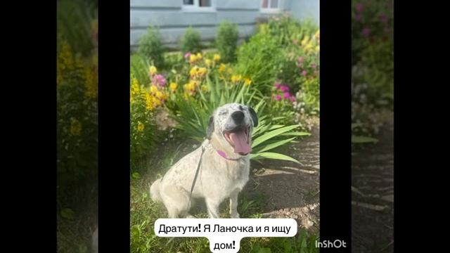 Веснушка ищет дом ♥️ смотреть онлайн