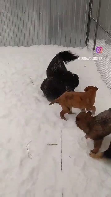 Моя собака играет с приемными детьми. На данный момент все щенки нашли дом!!! смотреть онлайн