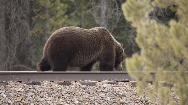 The Boss! Massive Grizzly смотреть онлайн