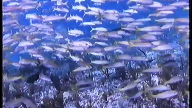 Flipper (1996) zwiastun VHS смотреть онлайн