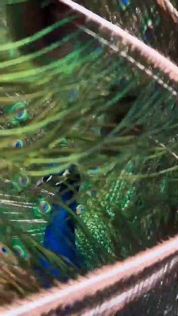 color full peacock🦚 @arsanu #peacock #peacockdance #viral #peacocks #nature #danceperformance смотреть онлайн