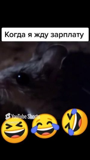 Мышь кричит зарплата! смешное видео