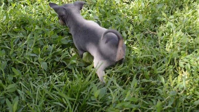 Голубо-подпалый мальчик смотреть онлайн